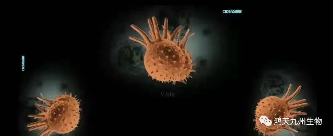 CIK细胞疗法