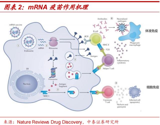 mRNA 疫苗作用机理