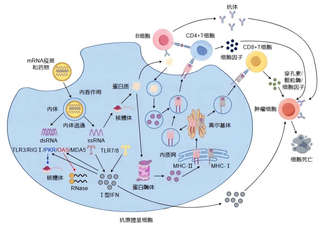mRNA疫苗的作用机制