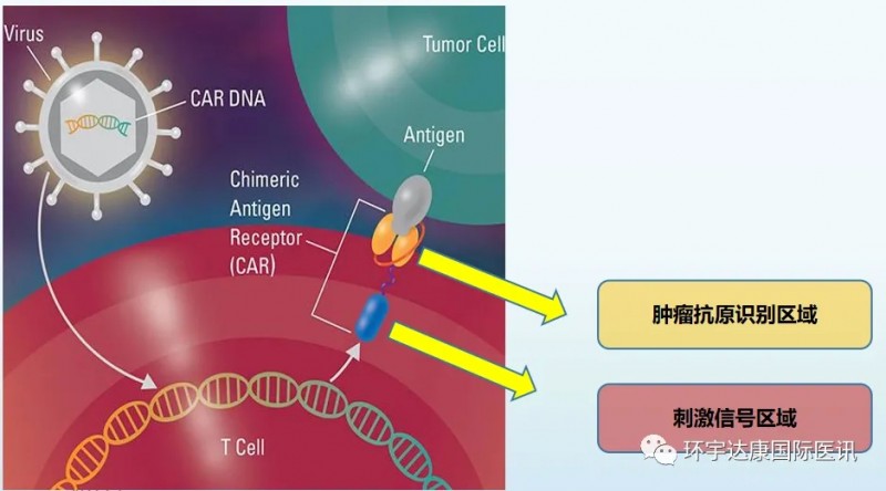 "一针"实现10年无癌!2025年4大革命性免疫疗法让癌细胞"清零&q