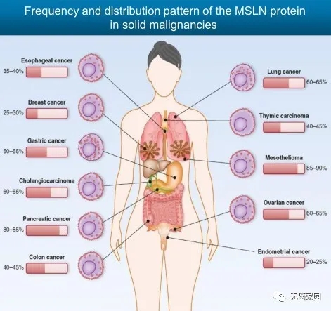 各癌种MSLN靶点突变的概率