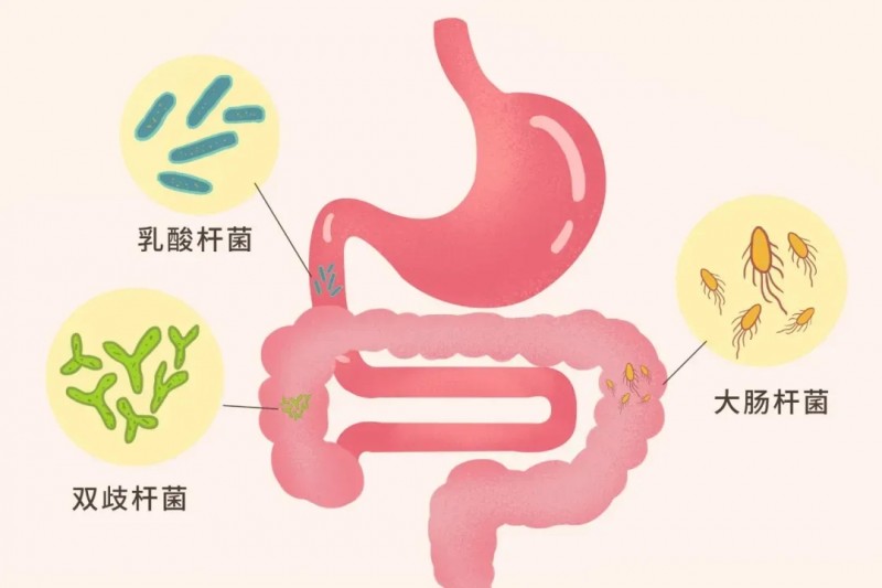 肠道益生菌