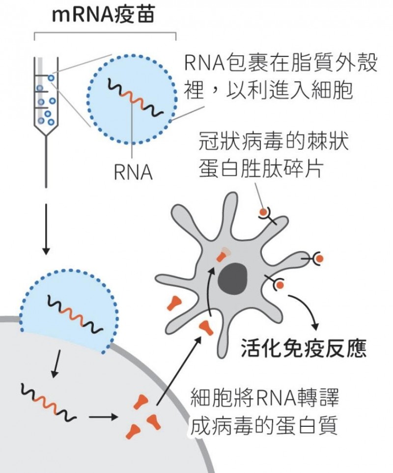 癌症治疗新曙光！mRNA疫苗让“绝症”成为过去式，患者重获新生希望