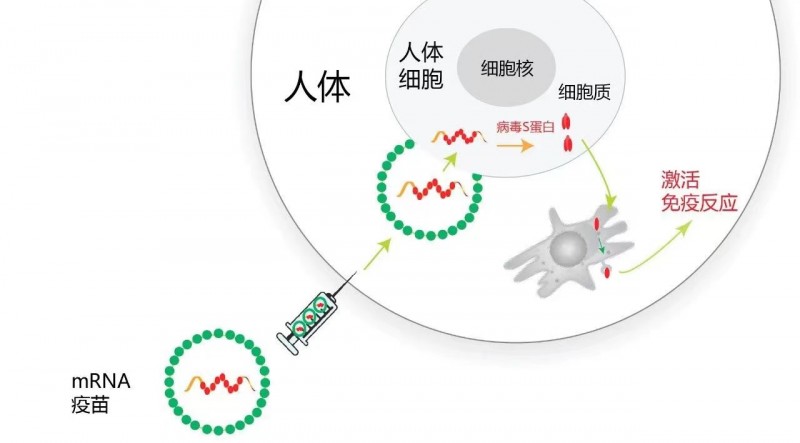 mRNA疫苗的工作原理