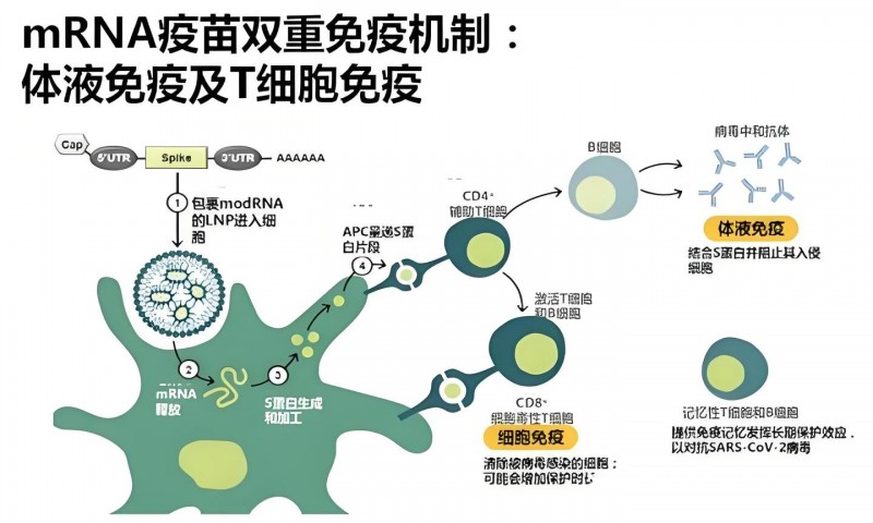 mRNA癌症疫苗，一针激活免疫系统，这些癌种有救了