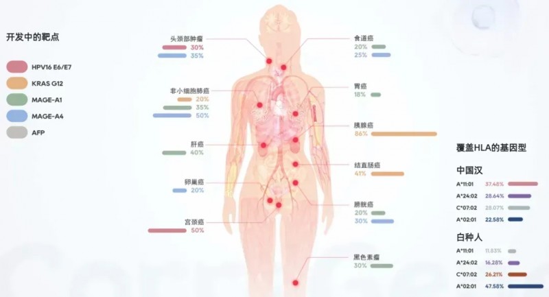 TCR-T细胞疗法的靶点
