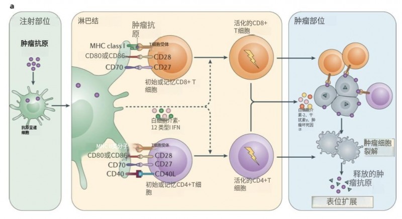 别再只知道手术放化疗了,癌症疫苗时代已经到来了,免疫系统才是最强抗癌药