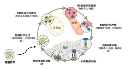 LK101疫苗的作用机制