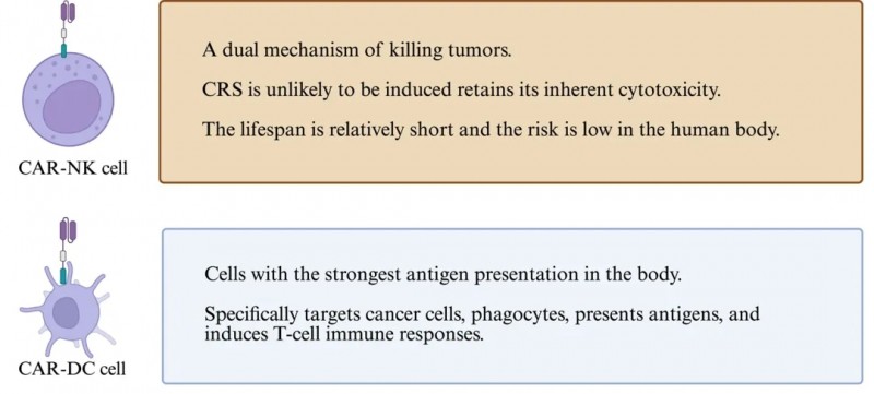 CAR-NK与CAR-DC细胞疗法