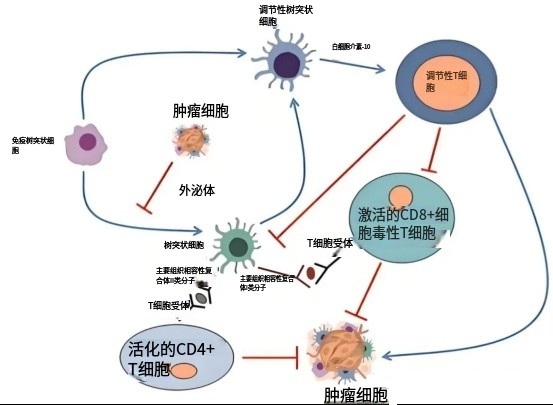 DC疫苗激发T细胞、形成免疫记忆的过程