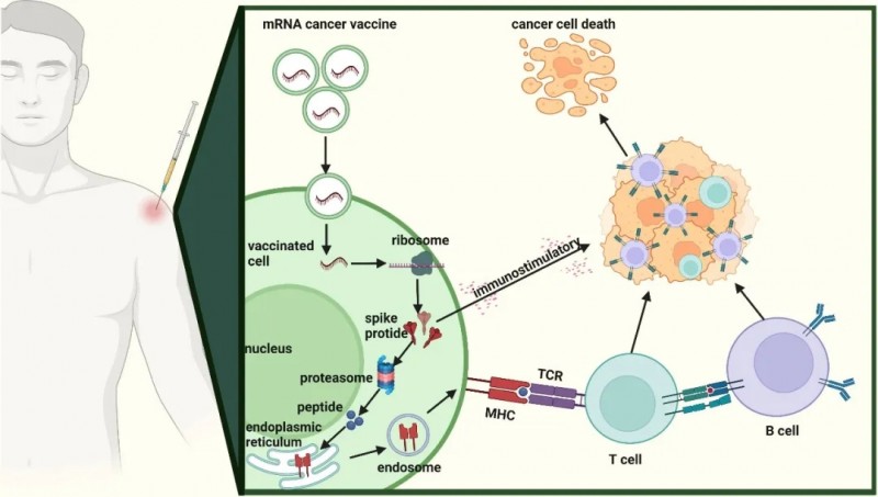 2025年硬核成绩单!十大国研mRNA疫苗震撼刷屏,从"冷"肿瘤变"热