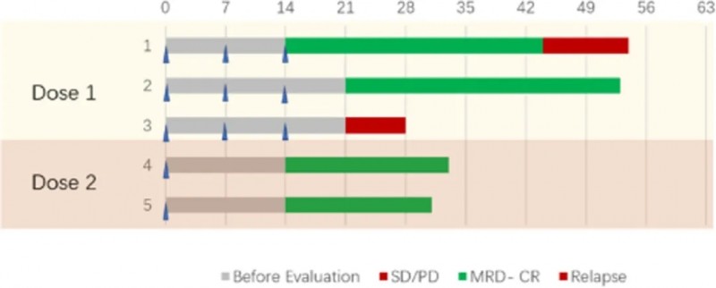 CD33 CAR-NK细胞疗法治疗复发难治性急性髓系白血病的数据
