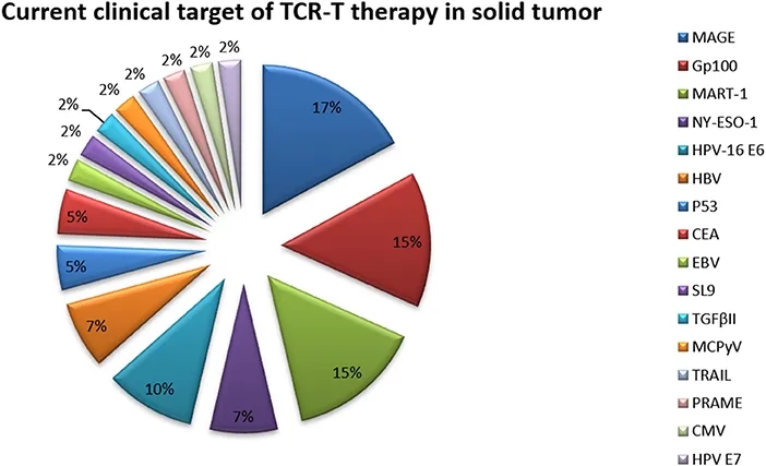 TCR-T细胞疗法的靶点