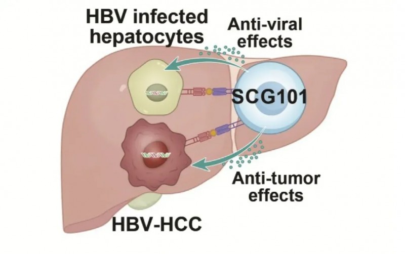 难治的稀有突变型就要用“特效药”！我国自主研发JMT-101再战非小细胞肺癌
