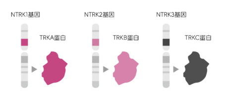 难治的稀有突变型就要用“特效药”！我国自主研发JMT-101再战非小细胞肺癌