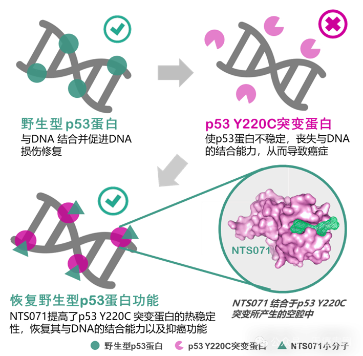 难治的稀有突变型就要用“特效药”！我国自主研发JMT-101再战非小细胞肺癌