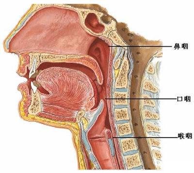 鼻咽部在哪里位置图片图片