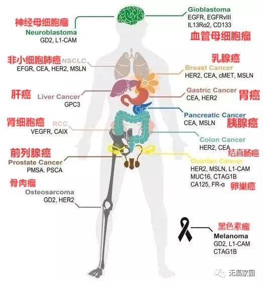 不同癌症的CAR-T靶点分类