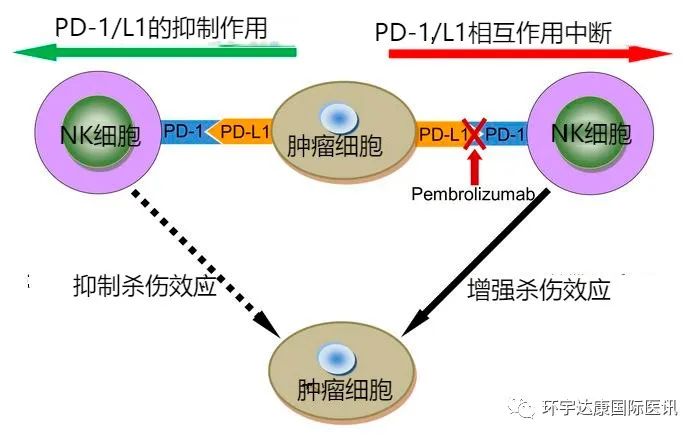 NK细胞和PD-1/PD-L1的关系.jpg