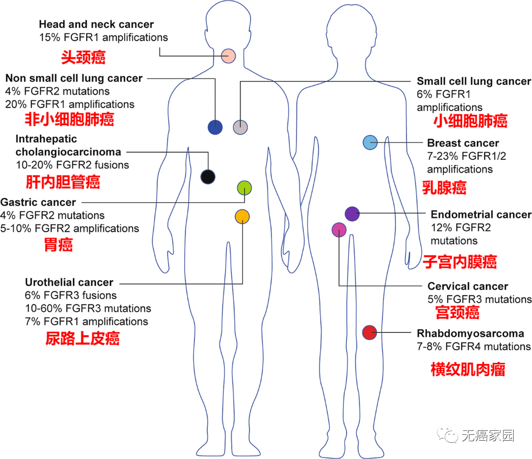 具有FGFR改变的癌症类型