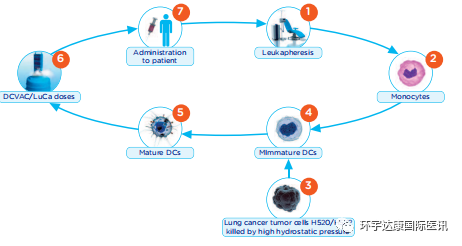 树突细胞疫苗DCVAC/LuCa治疗流程