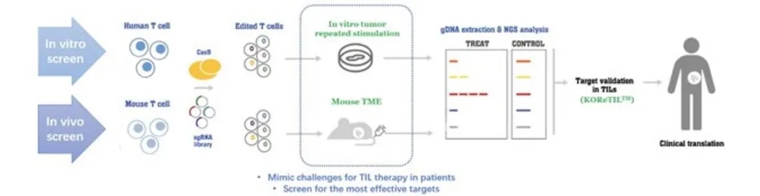 国研新型TIL获FDA IND批准!另附2025六大重磅TIL疗法,重创肝癌/肺癌/胰腺癌/肠癌等